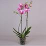 Rosa Schmetterlings-Orchidee, im ca. 12 cm-Topf | #3