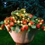 Erdbeere Rimona, im ca. 9 cm Topf | #3