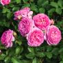 Essbare Culinaric Rose, pink, im ca. 22 cm-Topf | #3