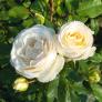Edelrose Pearl Vaza, im ca. 22 cm-Topf | #3