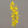 Freilandorchidee Duftorchidee, gelb, im ca. 12 cm-Topf | #3