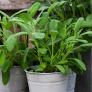 Kräuterpflanze Vital Salbei Evita, im ca. 12 cm-Topf | #4