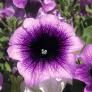 Sommerblumen-Set Bunte Riesen-Petunien AlpeTunia®, 6 Stück, im ca. 12 cm-Topf | #4
