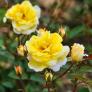 Essbare Culinaric Rose, gold-gelb, im ca. 22 cm-Topf | #4