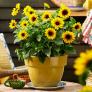 Premium Sonnenblume SunBelievable™, im ca. 13 cm-Topf | #5