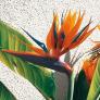 Paradiesvogelblume Strelizie, im ca. 15 cm-Topf | #5
