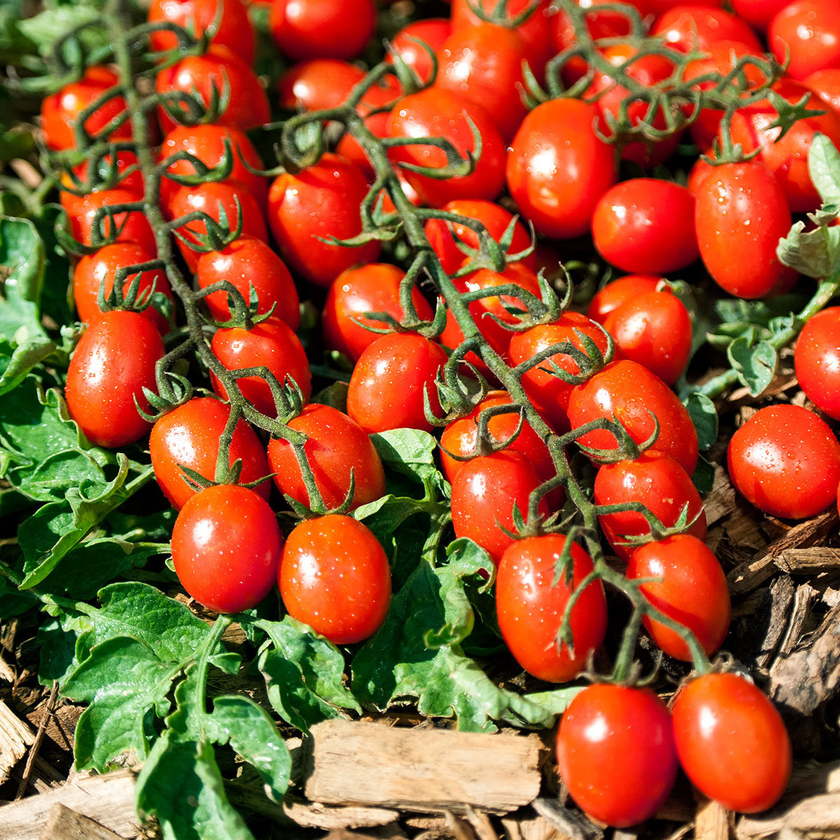 Tomatensamen Tutti Frutti F1 online kaufen bei Gärtner Pötschke