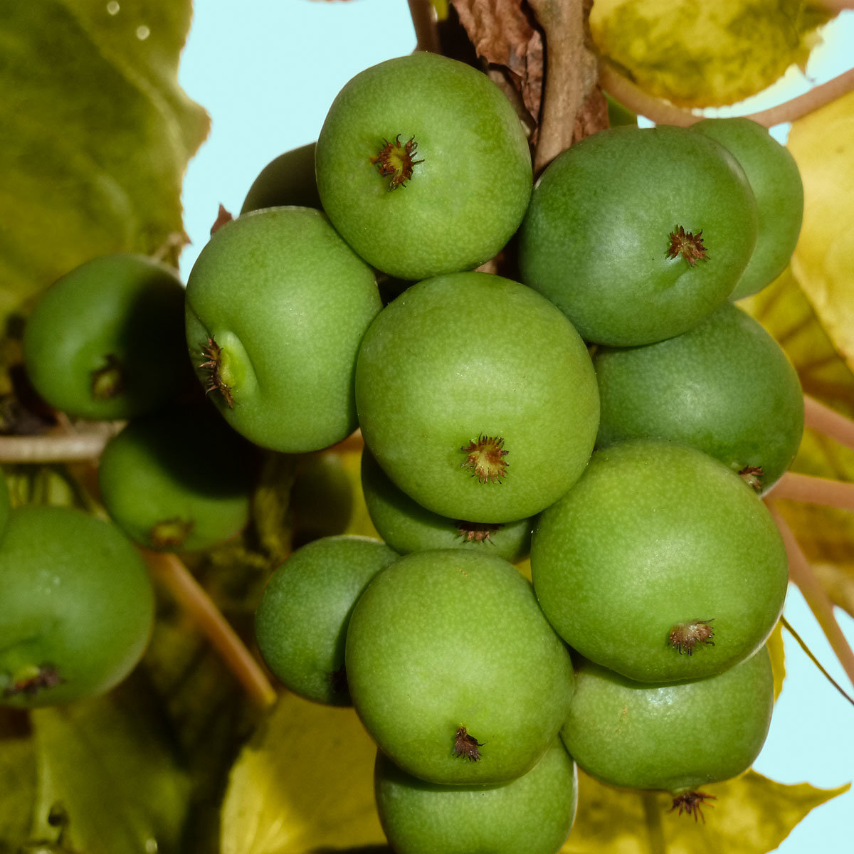 Apfel Kiwi Bowle — Rezepte Suchen