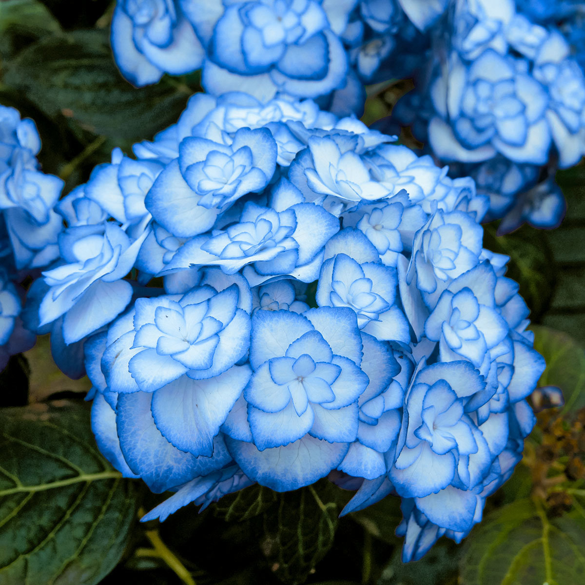 Garten-Hortensie Miss Saori, blau, im ca. 15 cm-Topf
