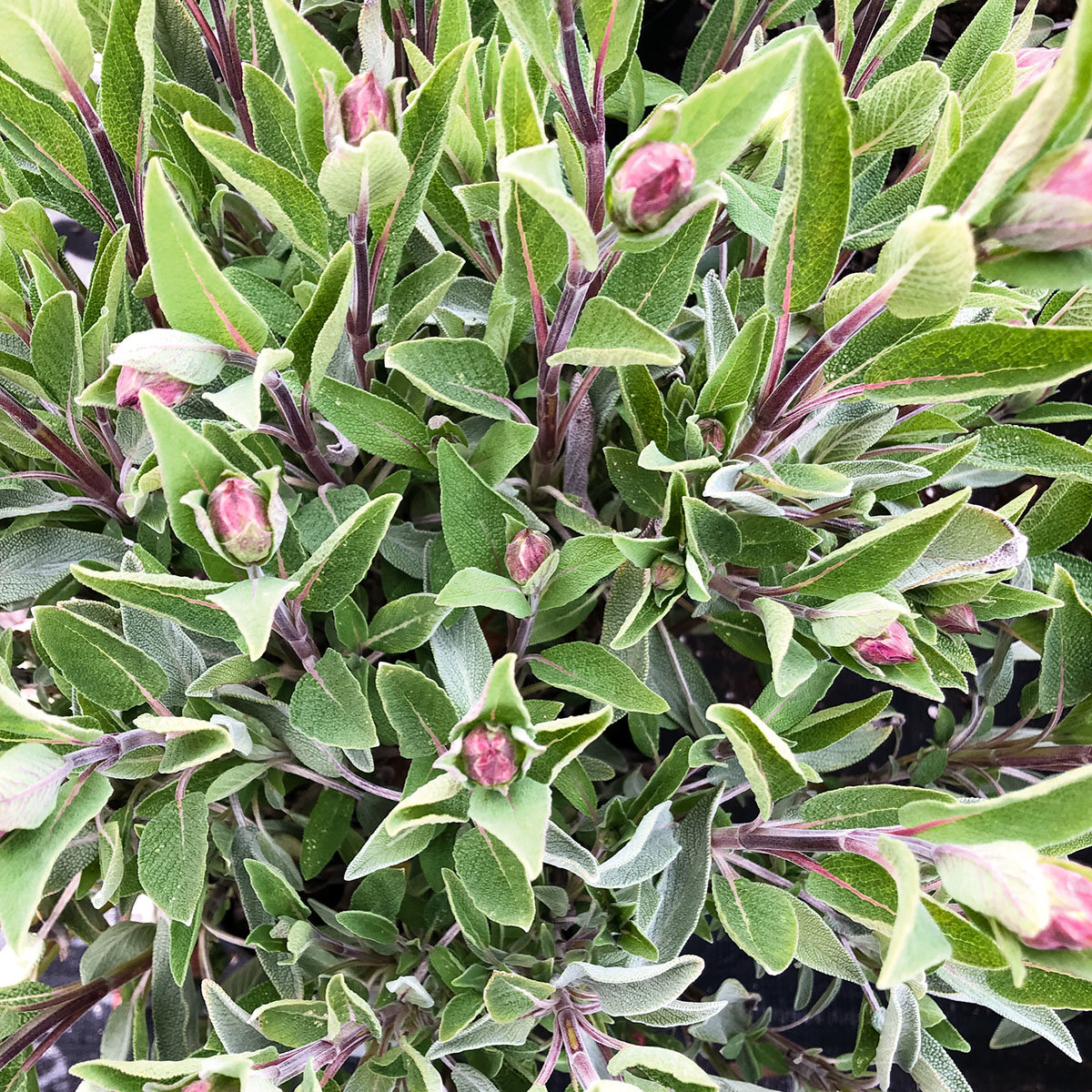 Kräuterpflanze Vital Salbei Evita, im ca. 12 cm-Topf
