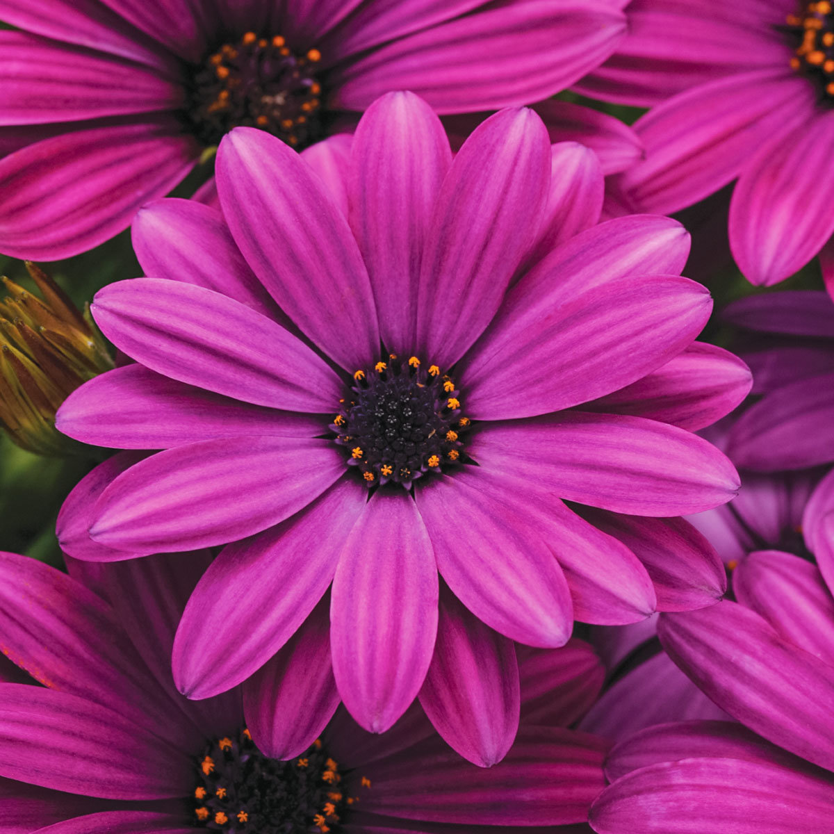 lila Wildblume Foto & Bild | pflanzen, pilze & flechten 