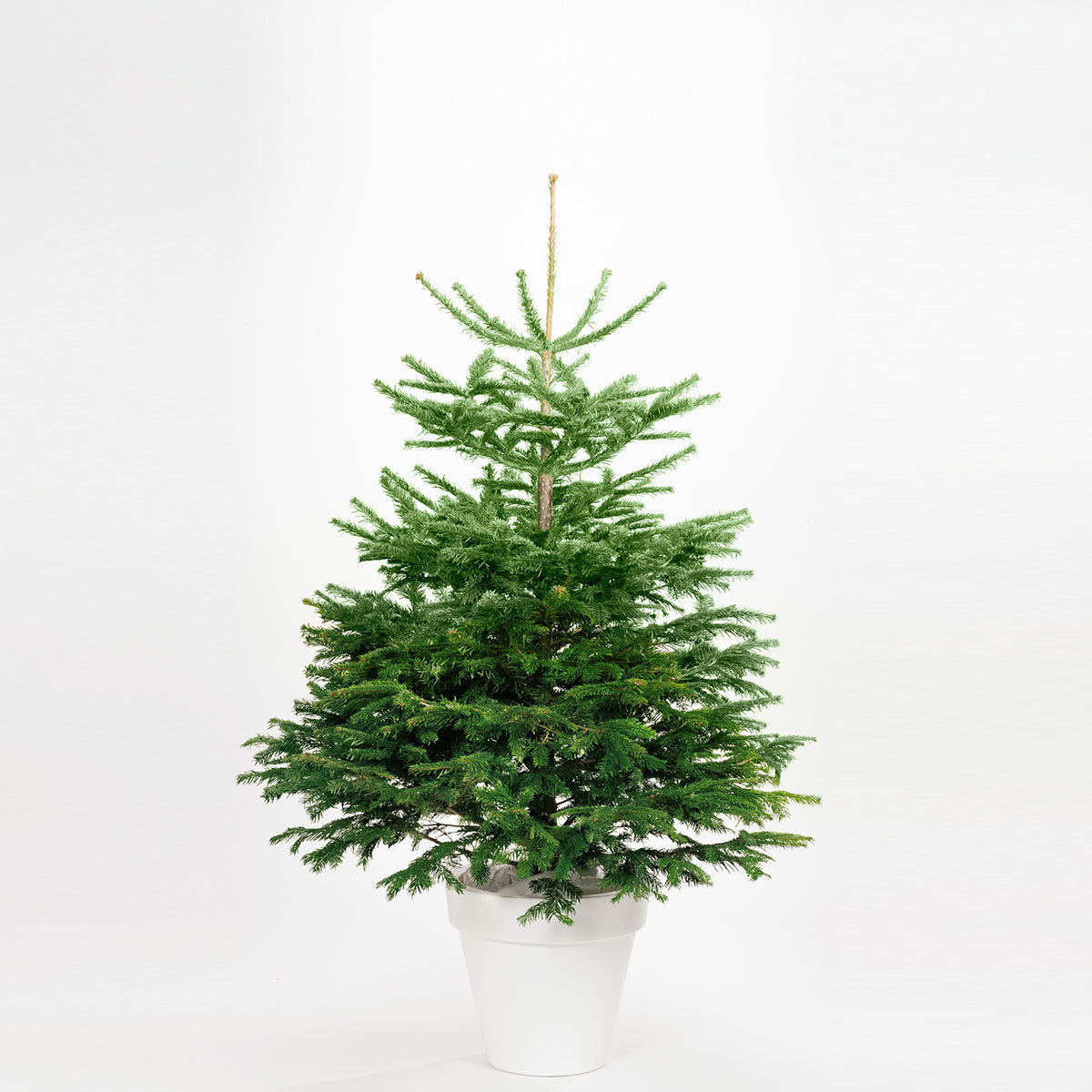 Weihnachtsbaum Nordmanntanne 100-125 cm, frisch geschlagen
