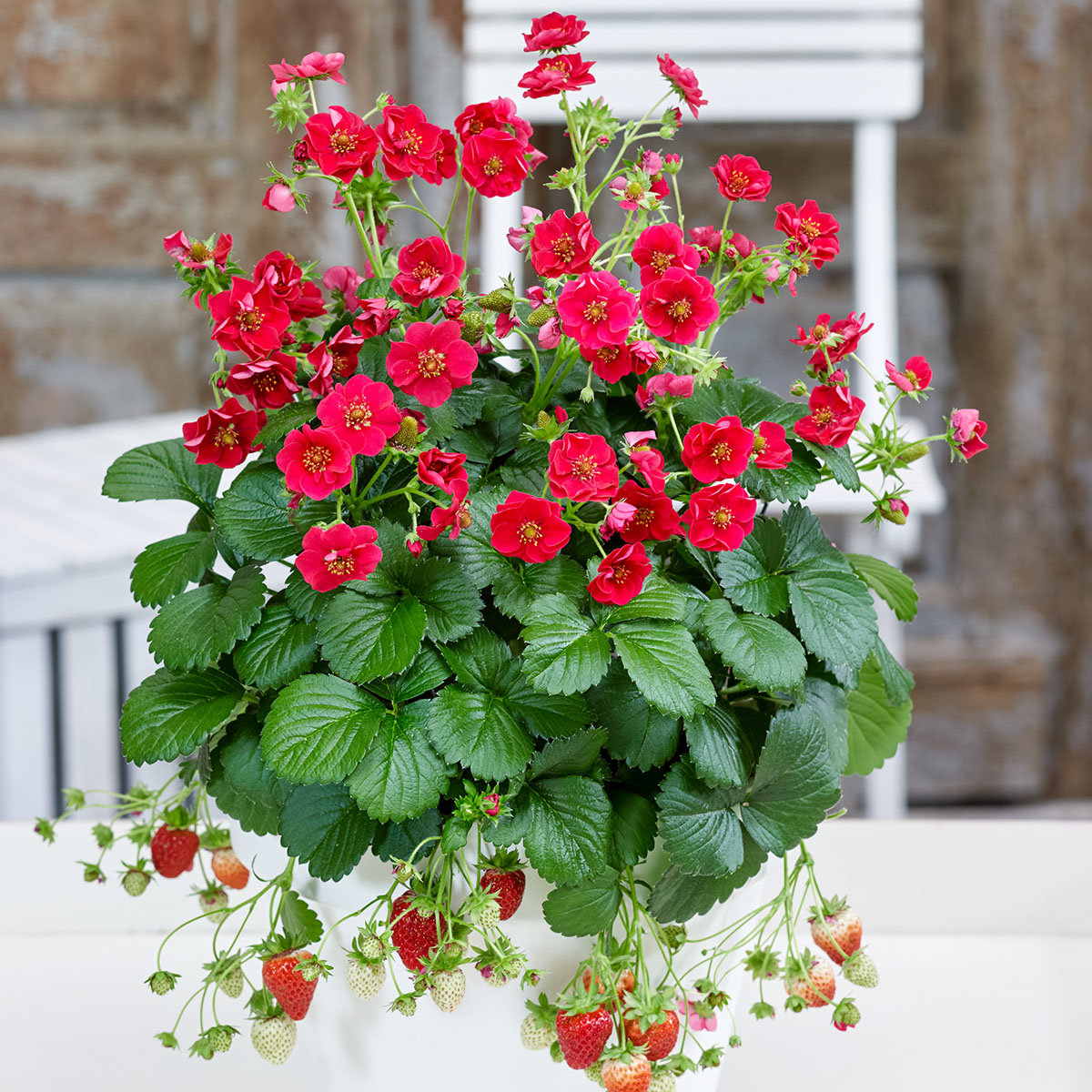 Rotblütige Balkon-Erdbeere, im ca. 11 cm-Topf
