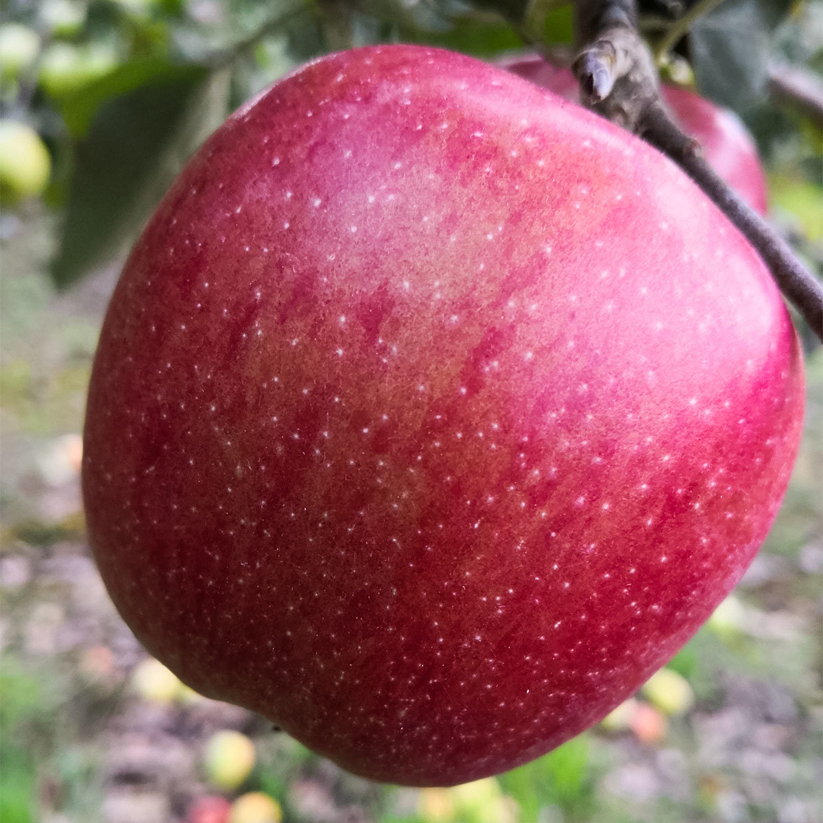 Apfel Braeburn , im ca. 26 cm-Topf
