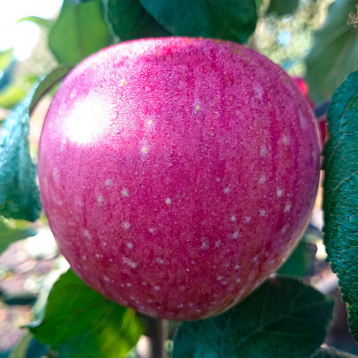 Apfel Rote Sternrenette , im ca. 28 cm-Topf
