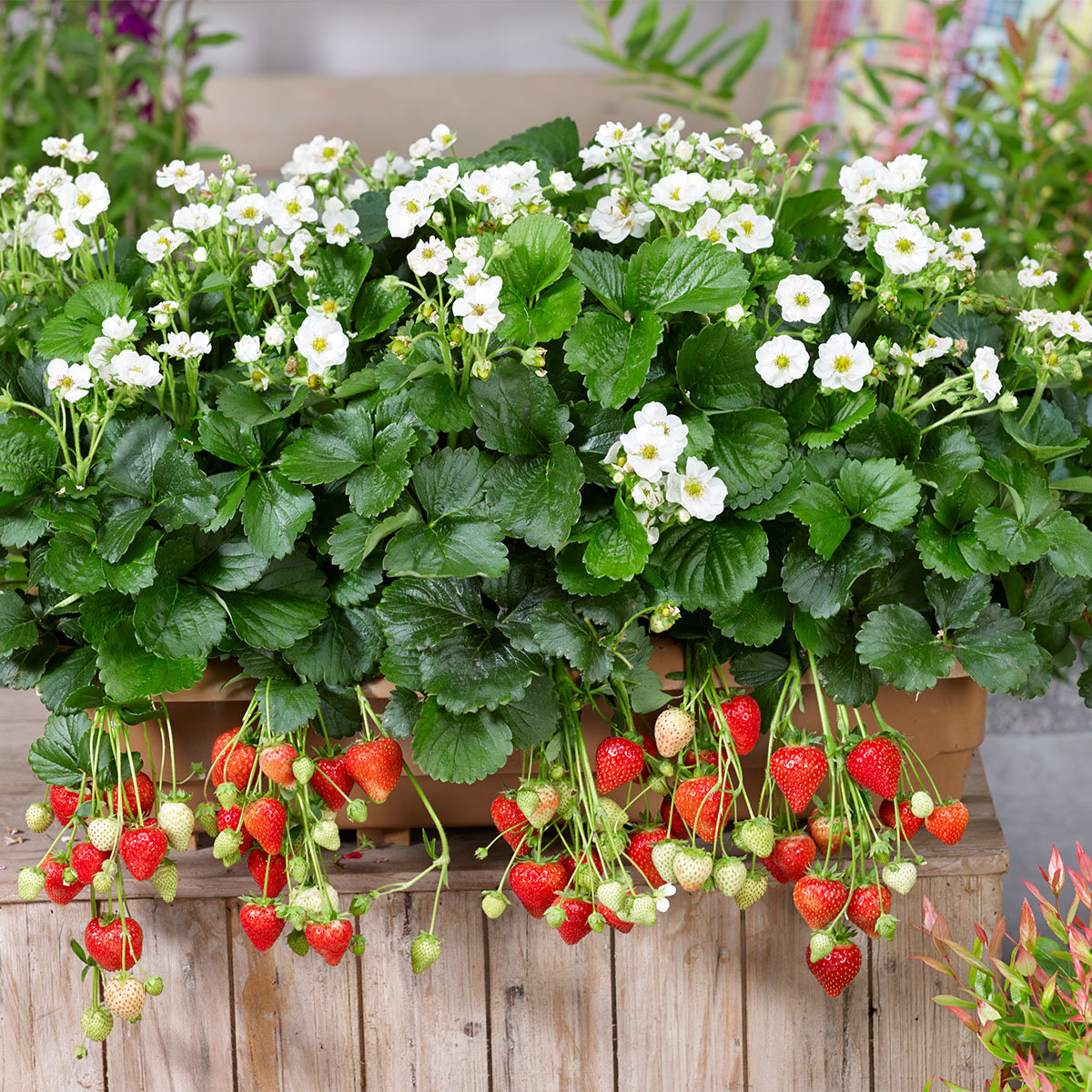 Balkon-Erdbeere, weißblütig, im ca. 11 cm-Topf online kaufen bei ...
