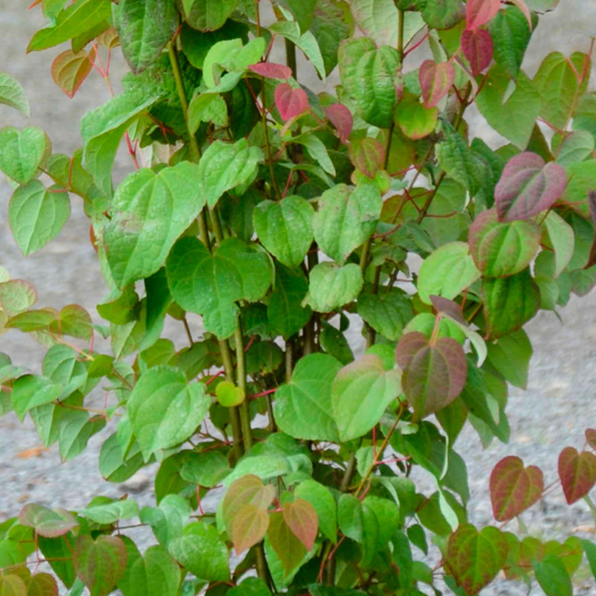 Lebkuchenbaum, im ca. 25 cm-Topf
