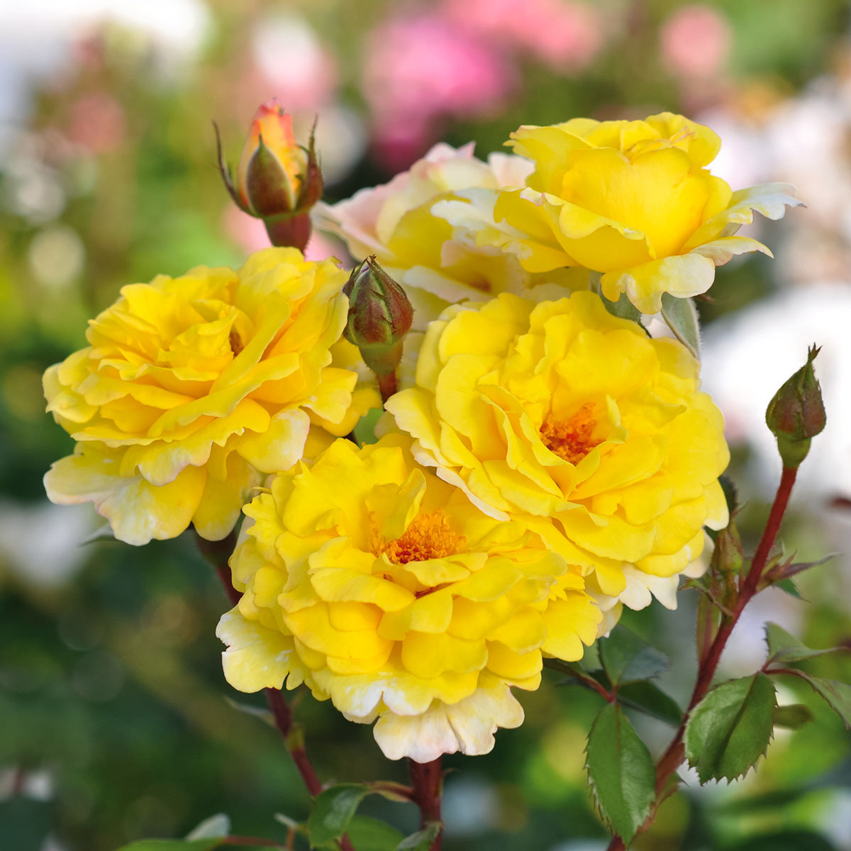 Essbare Culinaric Rose, gold-gelb, im ca. 22 cm-Topf
