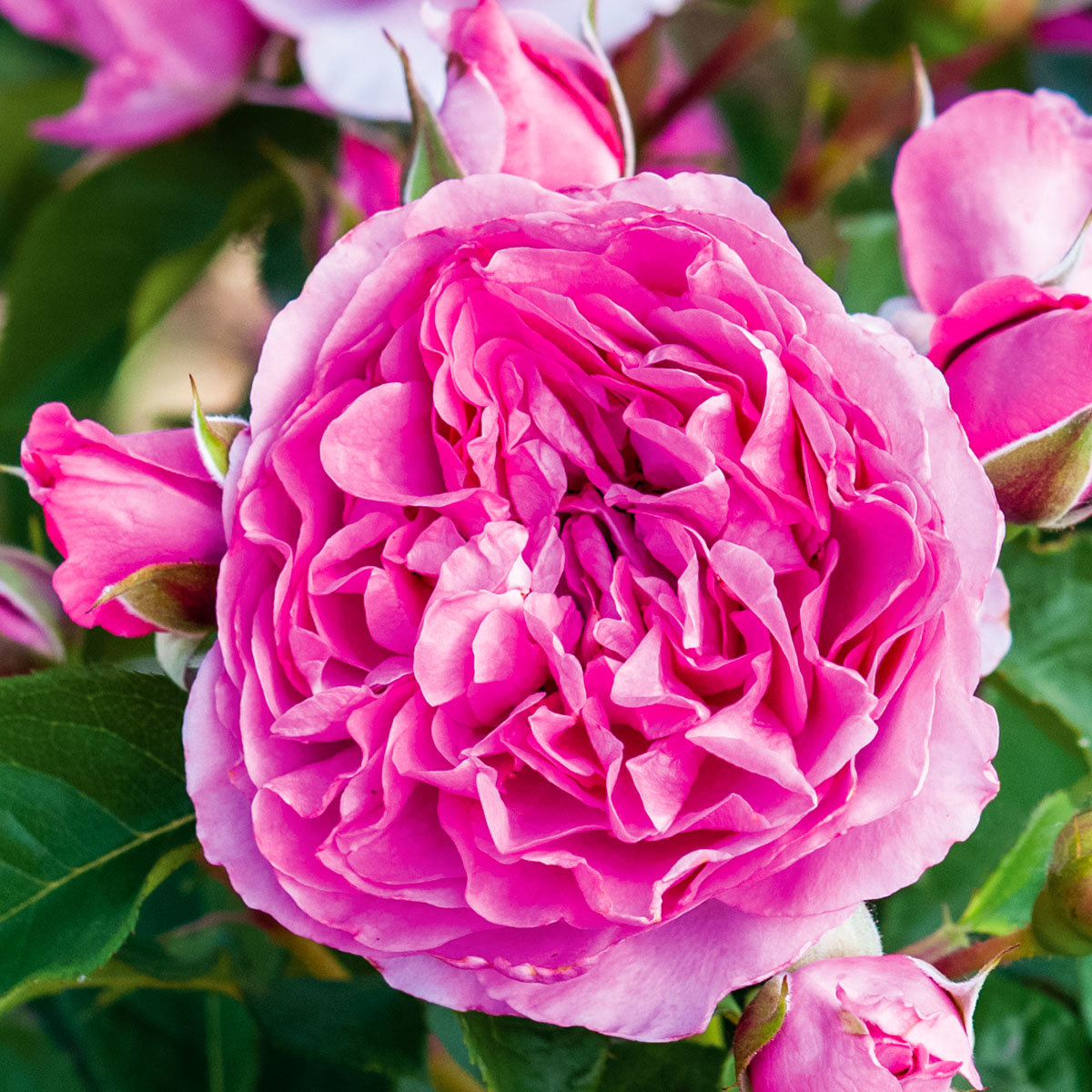 Essbare Culinaric Rose, pink, im ca. 22 cm-Topf
