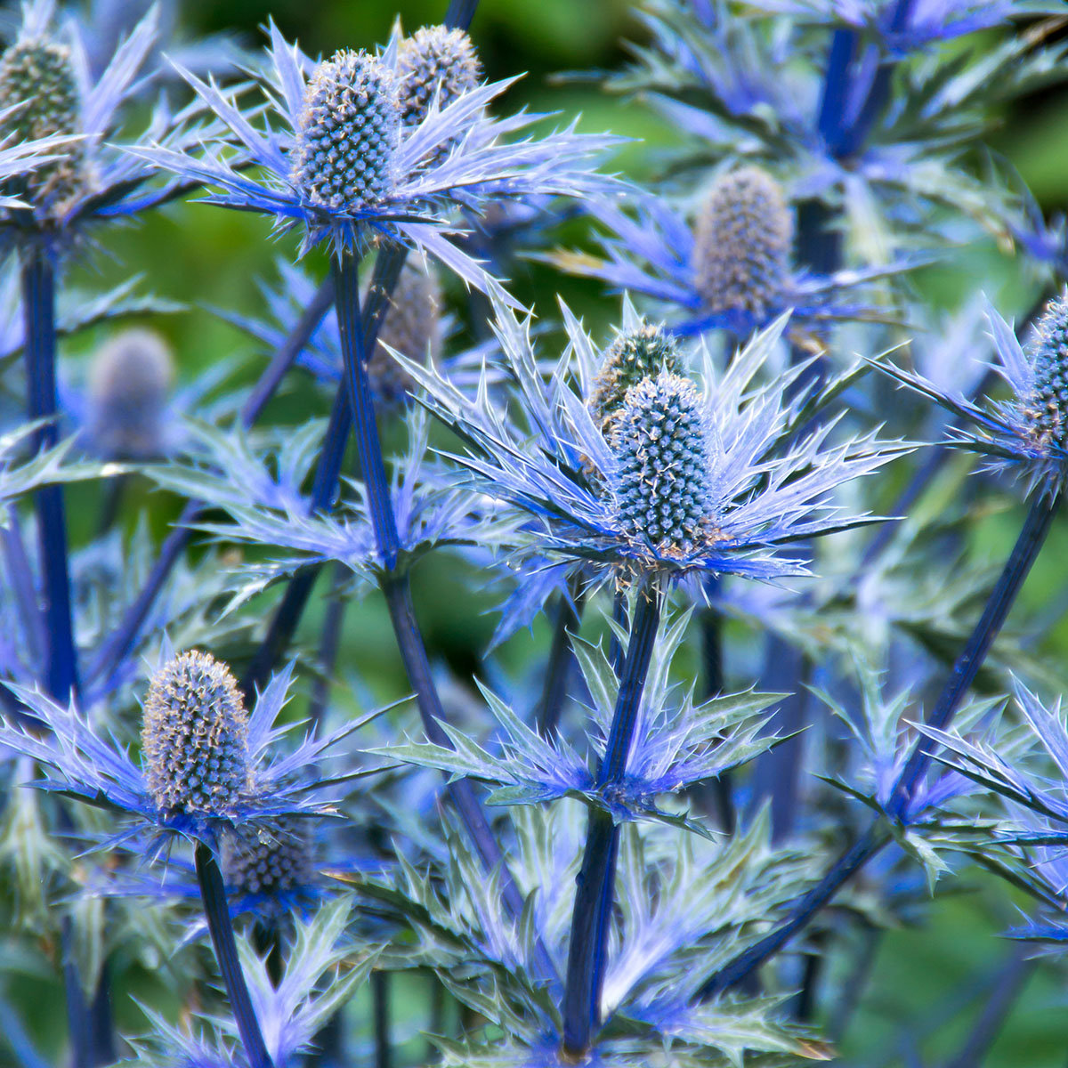 Garten-Mannstreu Big Blue
