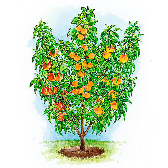 Obstsalatbaum