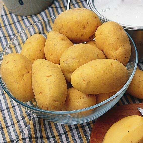 Kartoffel Linda, 2,5 kg
