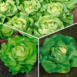 Gemüsesamen-Set Kopfsalate 