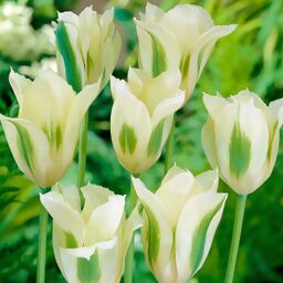 Tulpe Spring Green 