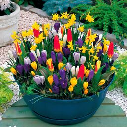 Blumenzwiebel-Set Frühlingsboten für Töpfe und Schalen 