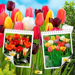 Blumenzwiebel-Set 12 Wochen Tulpen-Blüte 