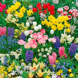 Blumenzwiebel-Set 100 Tage Frühlingsblüte 
