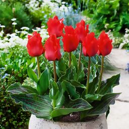 Tulpe Rotkäppchen 