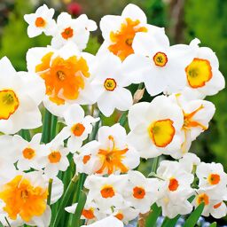 Narzissen Frühlings-Mischung Weiß und Orange 