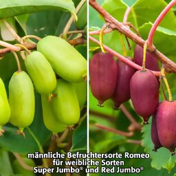 Kiwi Berry® Romeo, im ca. 17 cm-Topf 