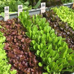 Saatplatten-Set Salatvielfalt, Hochbeet - und Balkonsalate 