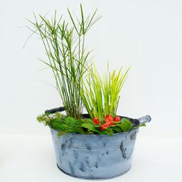 Miniteich-Wanne Zinkoptik, ca. 30 cm mit 4 Wasserpflanzen 