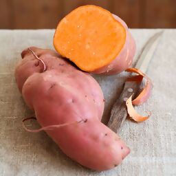 Süßkartoffelpflanze Erato Orange, im ca. 13 cm-Topf 