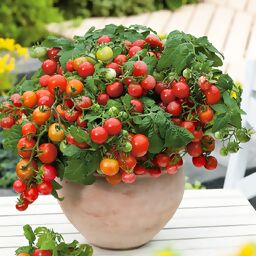 Balkon-Tomatenpflanze Primabell, veredelt, im ca. 12 cm-Topf 