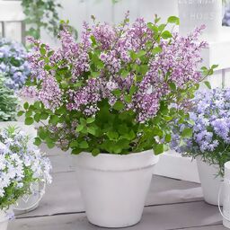 Zwerg Duftflieder Flowerfesta®  Purple, im ca. 19 cm-Topf 