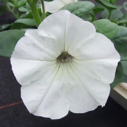 Weiße Riesenhängepetunie AlpeTunia® White, im ca. 12 cm-Topf 