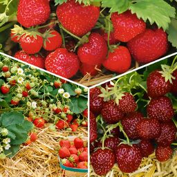 Set Erdbeer-Auslese, im ca. 9 cm-Topf 