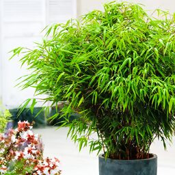 Bamboo pflanze - Der absolute Favorit 