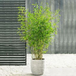 Die besten Favoriten - Finden Sie bei uns die Bamboo pflanze Ihrer Träume