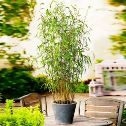 Bamboo pflanze - Vertrauen Sie dem Sieger der Redaktion