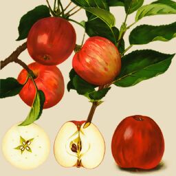 Apfel Jonathan, im ca. 28 cm-Topf 