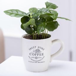 Coffea Arabica mit Kaffeetasse, im ca. 7 cm-Topf 