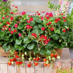 Balkon-Erdbeere, rotblütig, im ca. 11 cm-Topf 