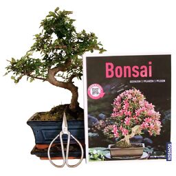 Bonsai Anfänger-Set - chinesische Ulme 