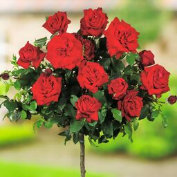 Roter Rosen-Stamm, im ca. 26 cm-Topf 