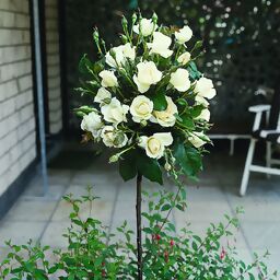Weißer Rosen-Stamm, im ca. 23 cm-Topf 